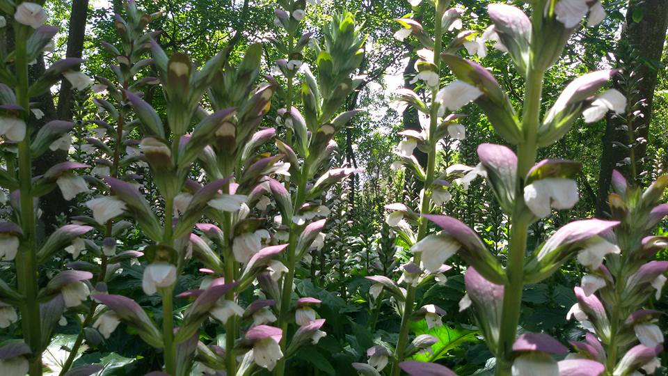 acanthus